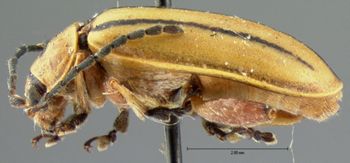 Media type: image; Entomology 18749   Aspect: habitus lateral view